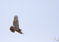Red tailed Hawk
